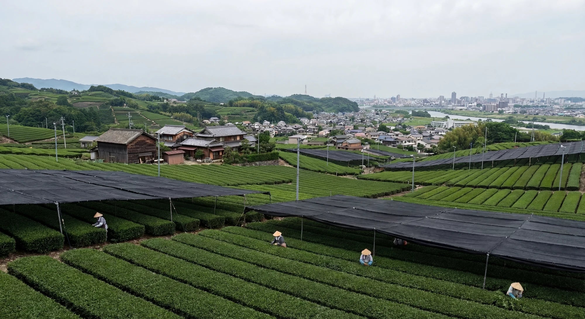 Campos de te en Nishio, Japon