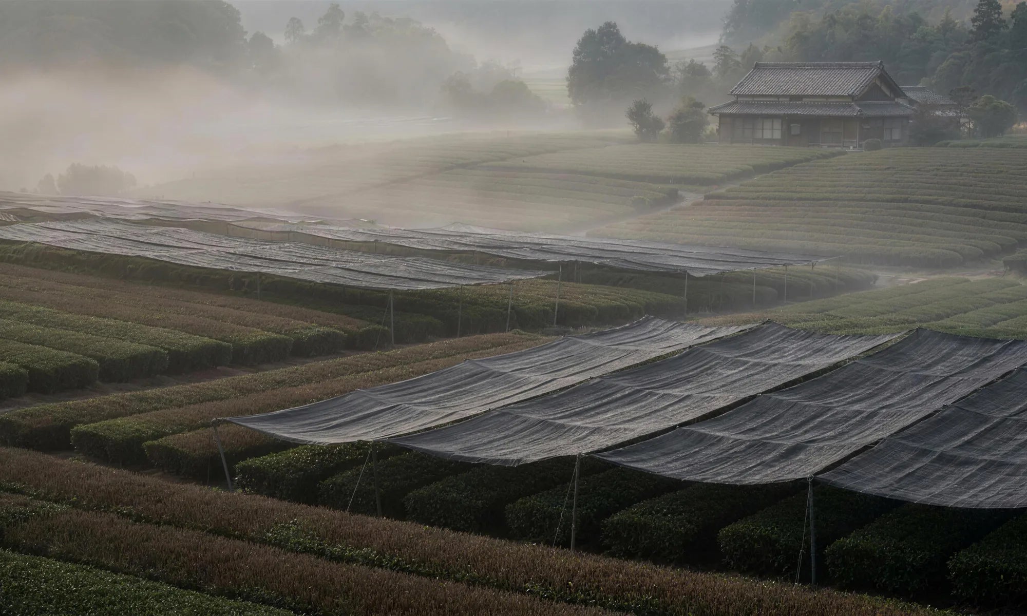 Campos de té cubiertos con malla de sombra al amanecer en Nishio, Japón
