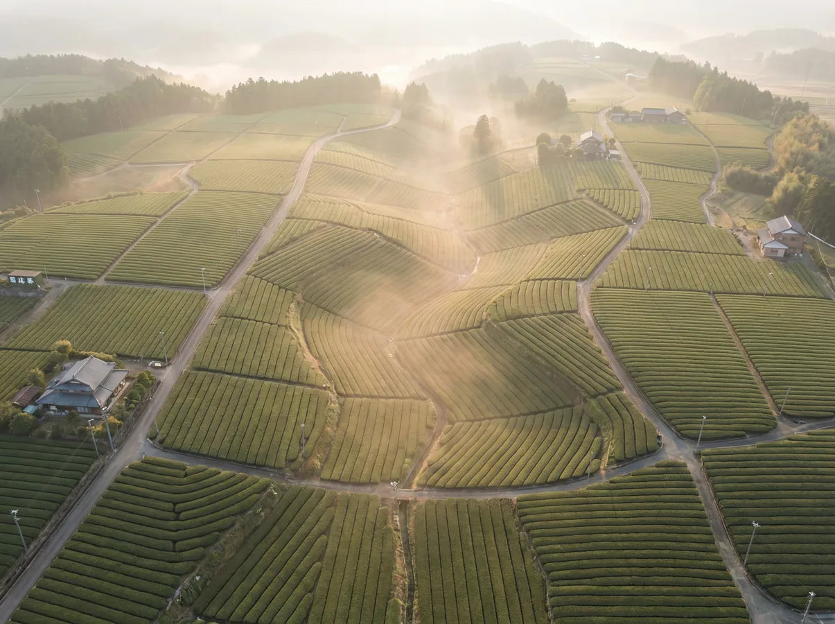 Campos de té en Nishio, Japón
