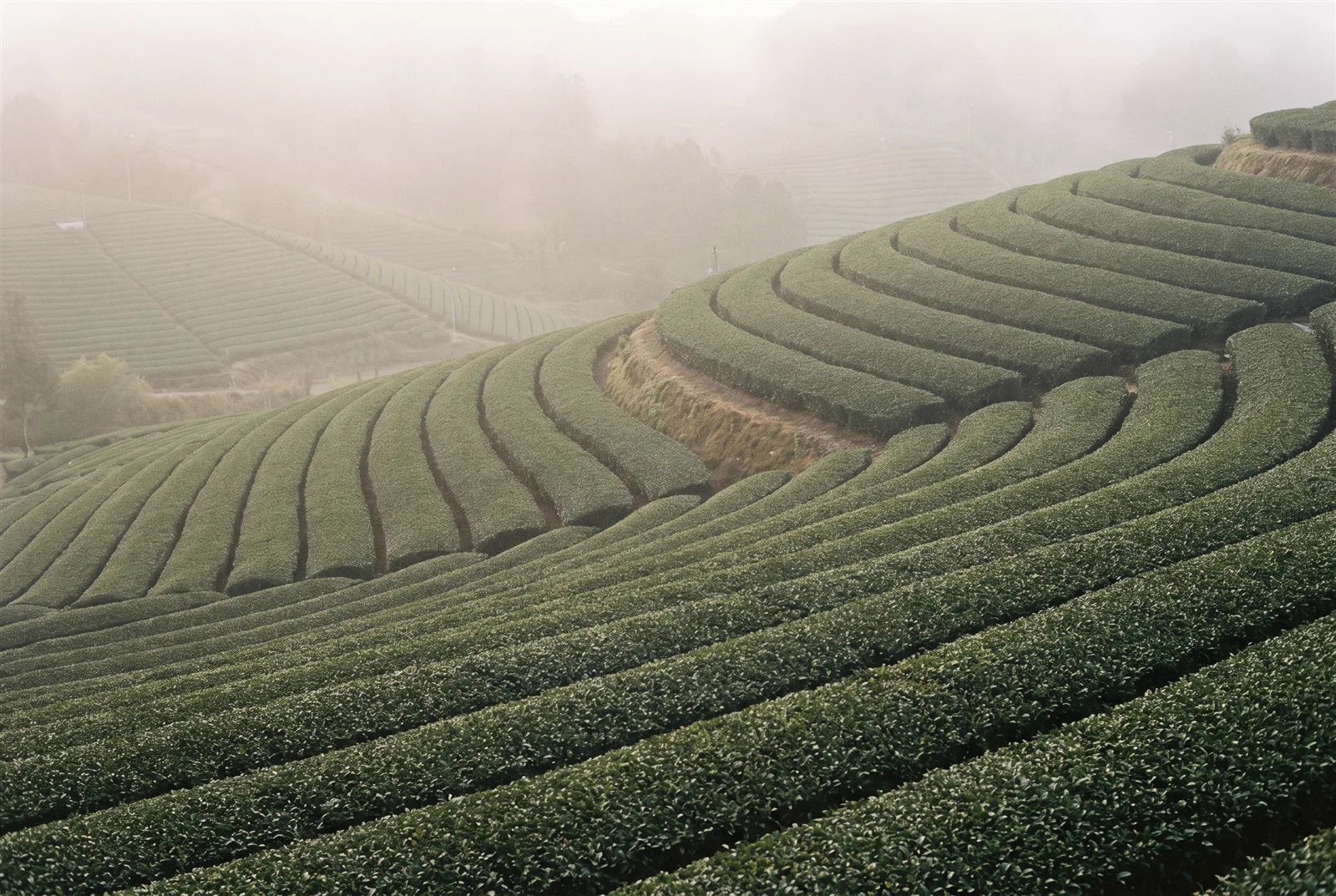 Hileras de té cubiertas con malla de sombra en Nishio